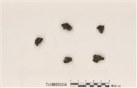 藏品(羊角衣)的圖片